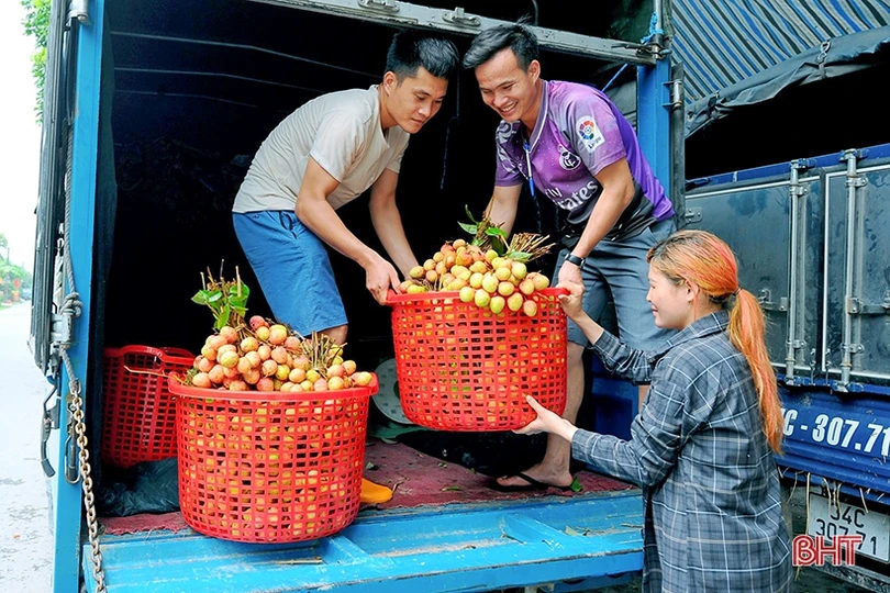Đưa thương hiệu vải thiều Hải Dương vươn xa