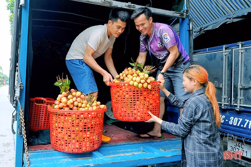 Đưa thương hiệu vải thiều Hải Dương vươn xa