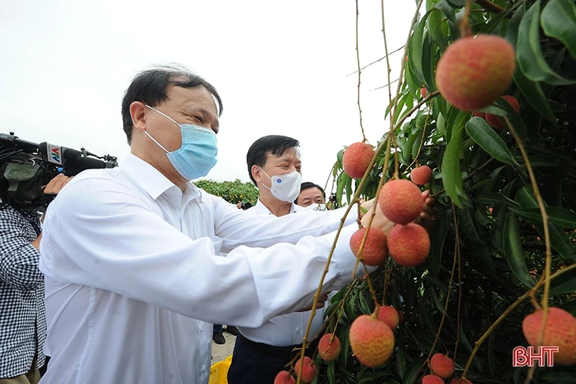 Đưa thương hiệu vải thiều Hải Dương vươn xa