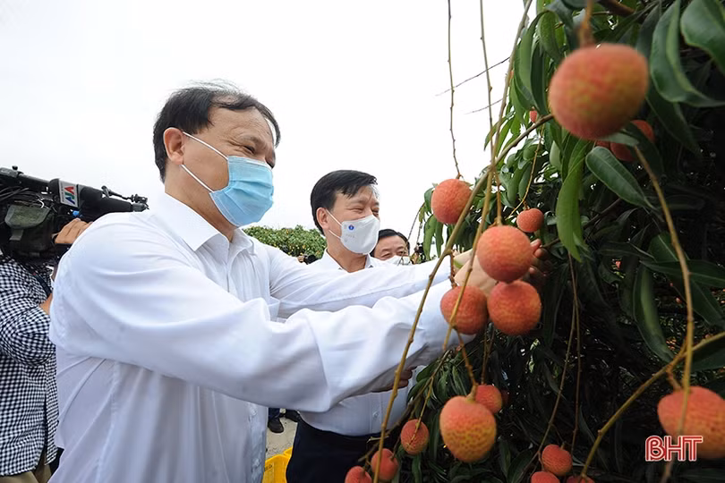 Đưa thương hiệu vải thiều Hải Dương vươn xa