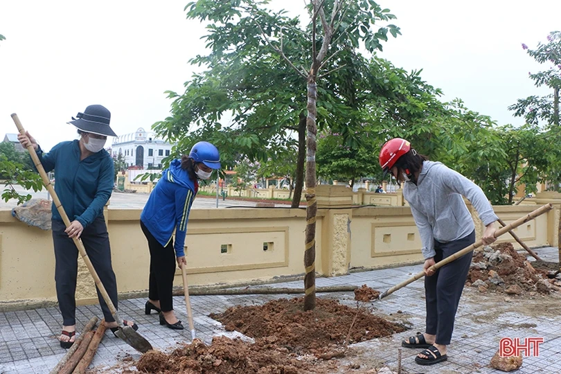 30 cây phượng vàng làm đẹp thêm cảnh quan phường trung tâm TP Hà Tĩnh