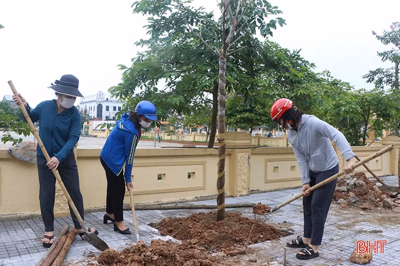 30 cây phượng vàng làm đẹp thêm cảnh quan phường trung tâm TP Hà Tĩnh