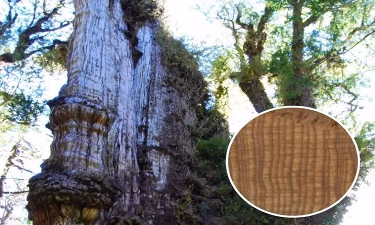 Cây đại thụ cổ nhất thế giới đang chết dần