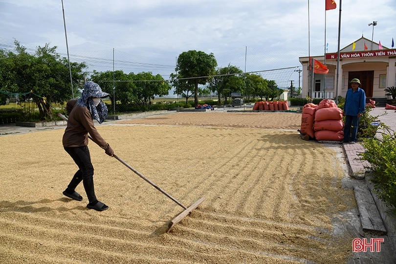 Cánh đồng chuyển đổi ruộng đất khẳng định ưu thế trong sản xuất ở Kỳ Anh