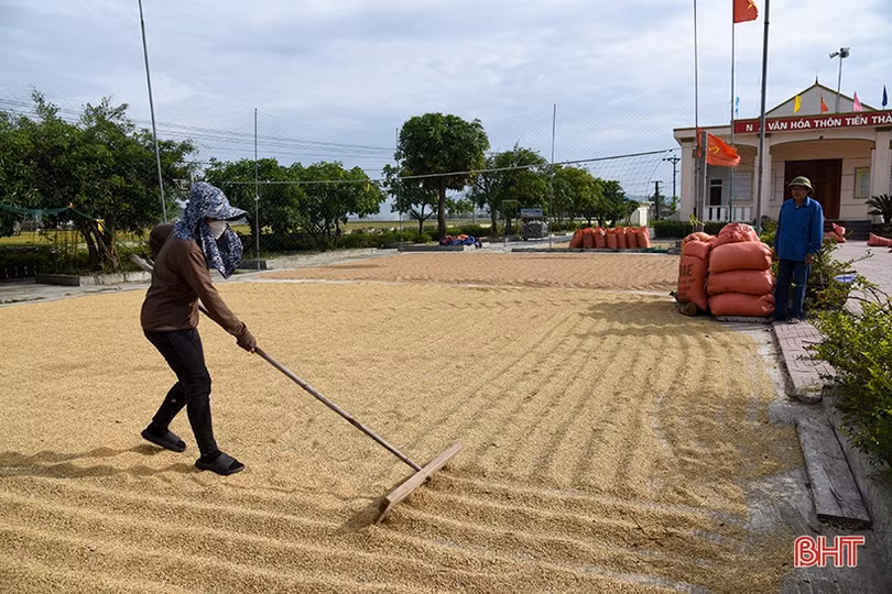 Cánh đồng chuyển đổi ruộng đất khẳng định ưu thế trong sản xuất ở Kỳ Anh