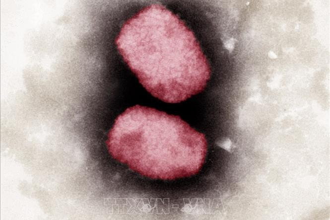 WHO: Không có bằng chứng cho thấy virus đậu mùa khỉ đã biến đổi