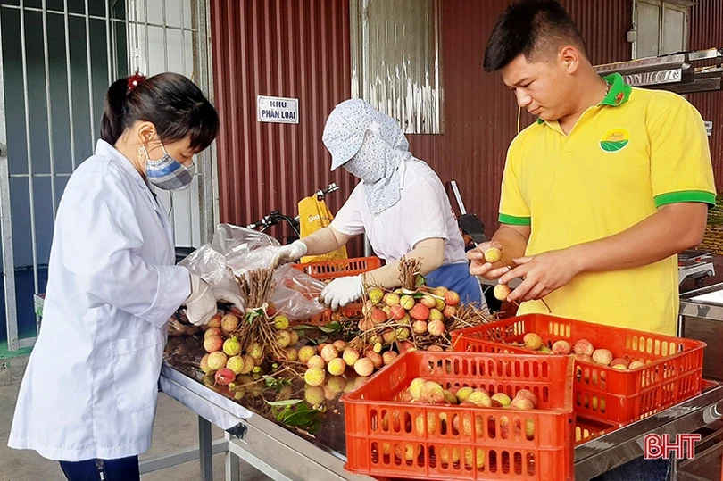 Đưa thương hiệu vải thiều Hải Dương vươn xa