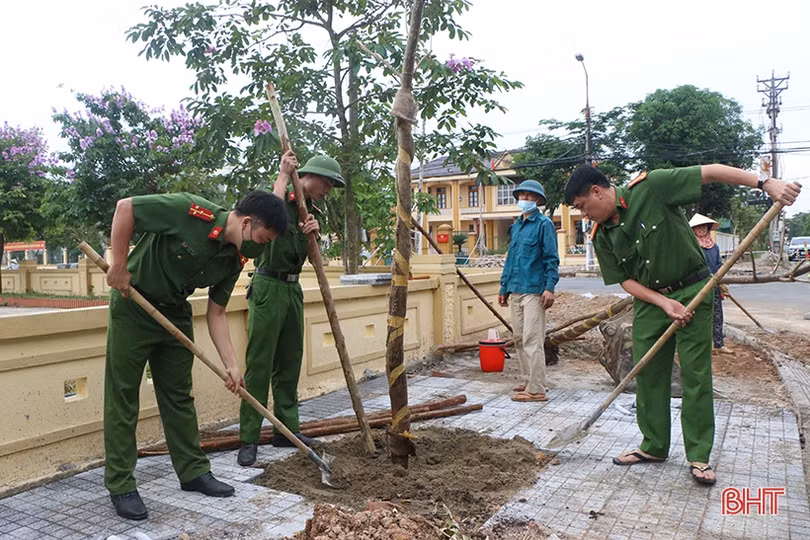 30 cây phượng vàng làm đẹp thêm cảnh quan phường trung tâm TP Hà Tĩnh