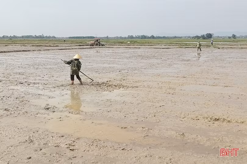 Can Lộc thưởng các xã hoàn thành sản xuất hè thu trước 5/6