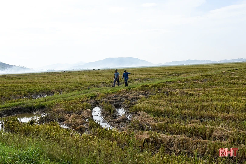 Cánh đồng chuyển đổi ruộng đất khẳng định ưu thế trong sản xuất ở Kỳ Anh