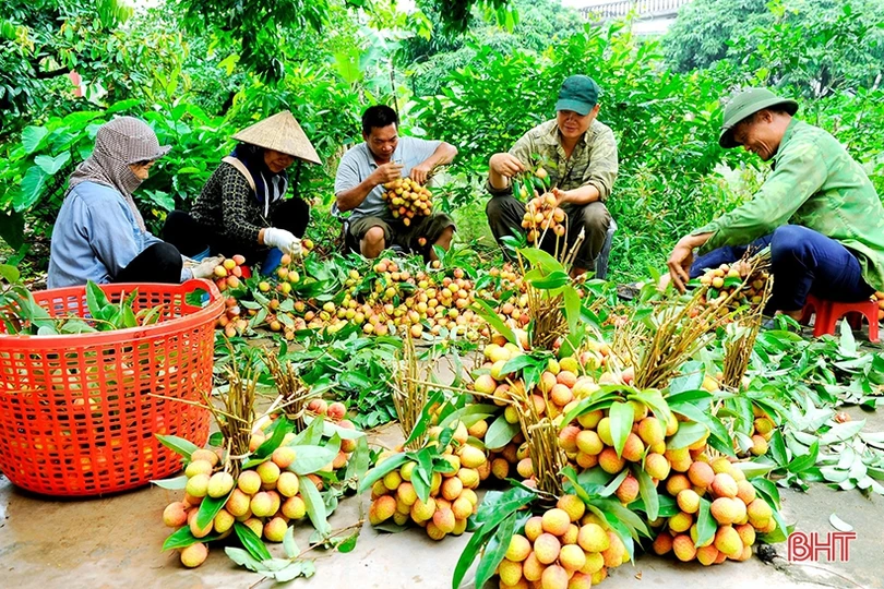 Đưa thương hiệu vải thiều Hải Dương vươn xa