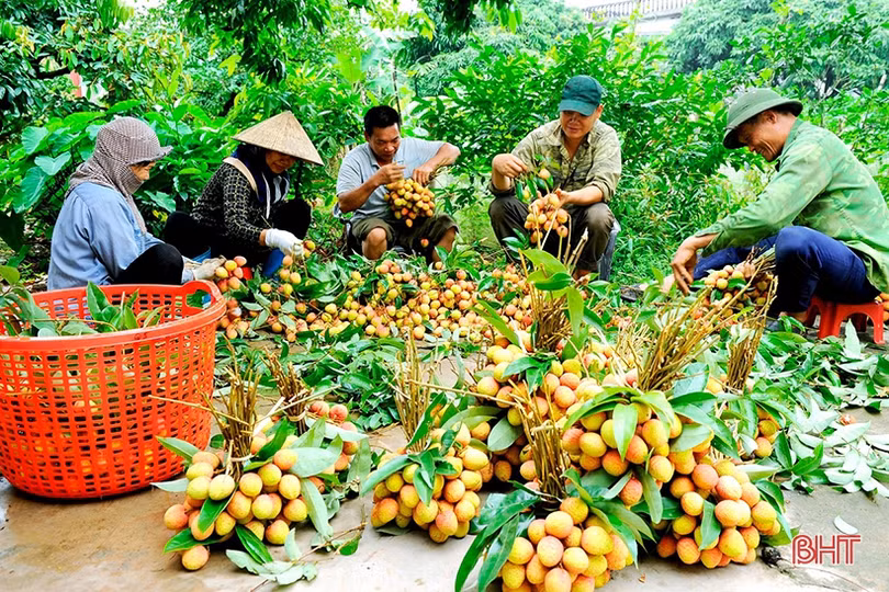 Đưa thương hiệu vải thiều Hải Dương vươn xa