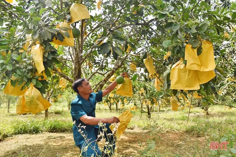 Chỉ huy trưởng quân sự xã ở Hà Tĩnh tận tụy với công việc, làm kinh tế giỏi