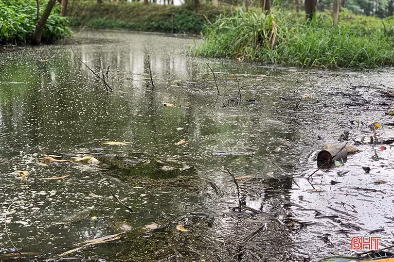 Nghi Xuân xử phạt 2 trại nuôi lợn vi phạm về môi trường