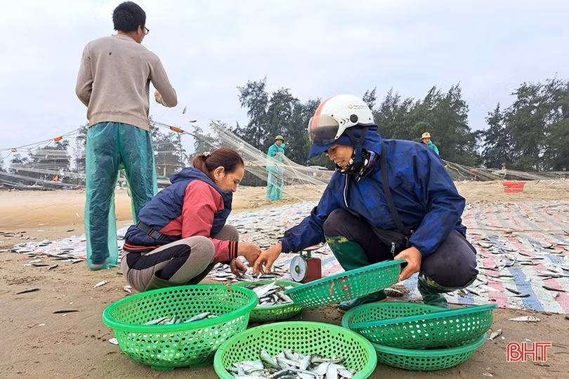 “Xông biển” đầu năm, ngư dân Nghi Xuân trúng đậm cá trích