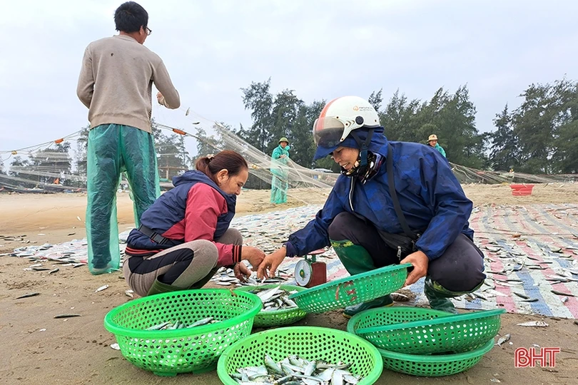 “Xông biển” đầu năm, ngư dân Nghi Xuân trúng đậm cá trích