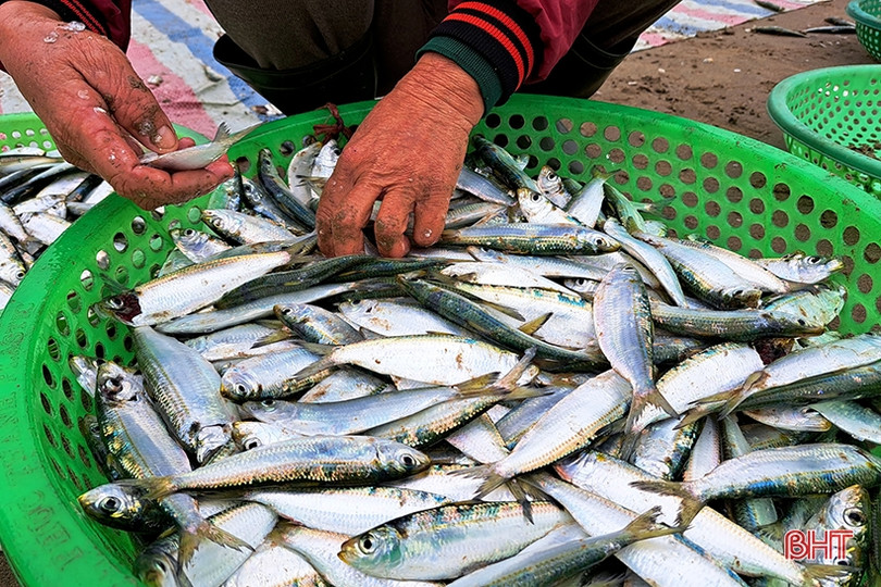 “Xông biển” đầu năm, ngư dân Nghi Xuân trúng đậm cá trích
