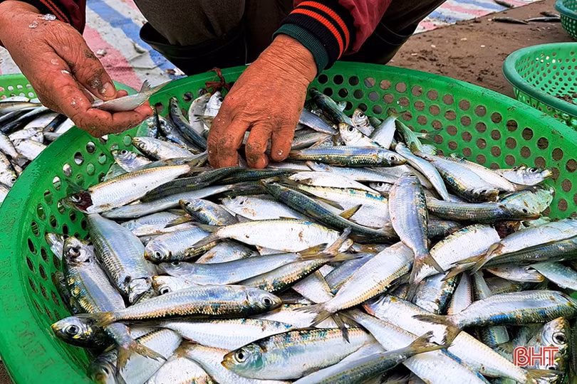 “Xông biển” đầu năm, ngư dân Nghi Xuân trúng đậm cá trích