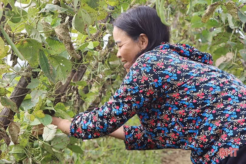 Rau - quả được giá, nông dân Hà Tĩnh tích cực sản xuất