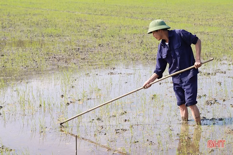 Nông dân phấn khởi ra đồng chăm sóc lúa xuân
