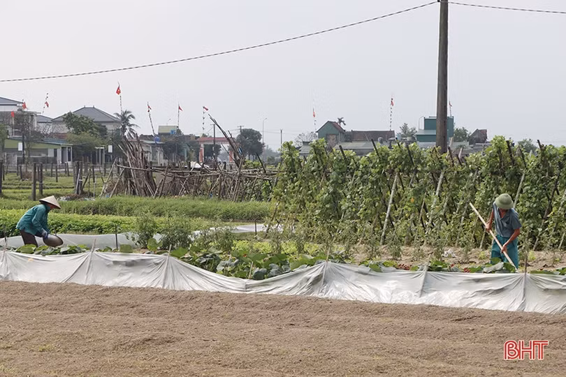 Rau - quả được giá, nông dân Hà Tĩnh tích cực sản xuất