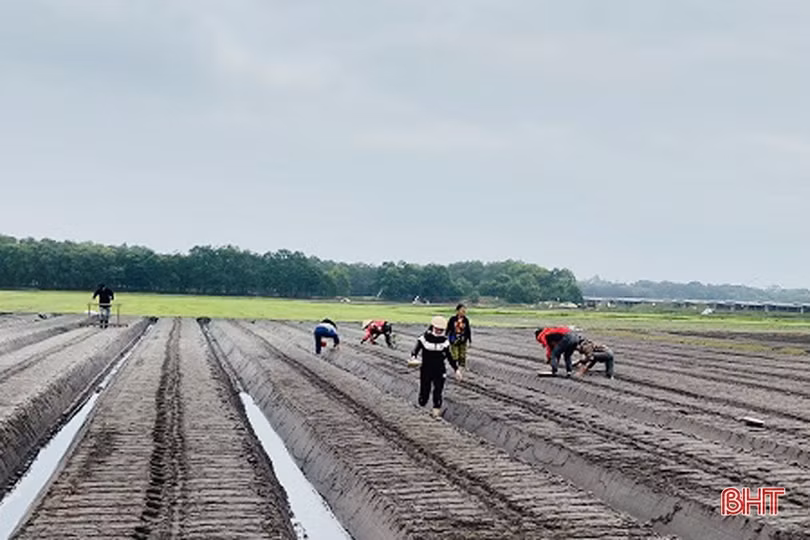 Nông dân Hà Tĩnh hối hả ra đồng sản xuất lạc xuân