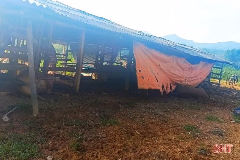 Nhiều con bò bị chết bất thường ở Hương Khê