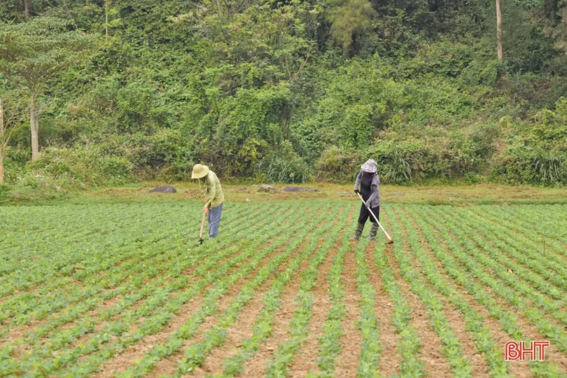 Nông dân Hà Tĩnh hối hả ra đồng sản xuất lạc xuân