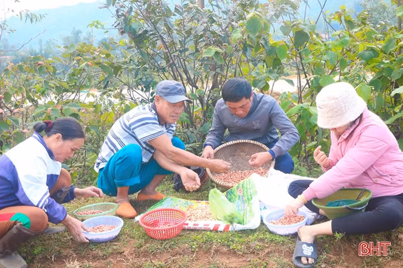 Nông dân Hà Tĩnh hối hả ra đồng sản xuất lạc xuân