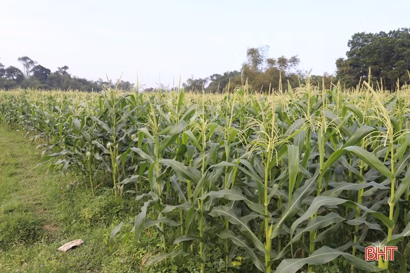 Lãnh đạo huyện Hương Sơn động viên sản xuất đầu năm