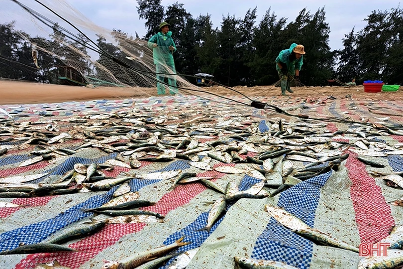 “Xông biển” đầu năm, ngư dân Nghi Xuân trúng đậm cá trích