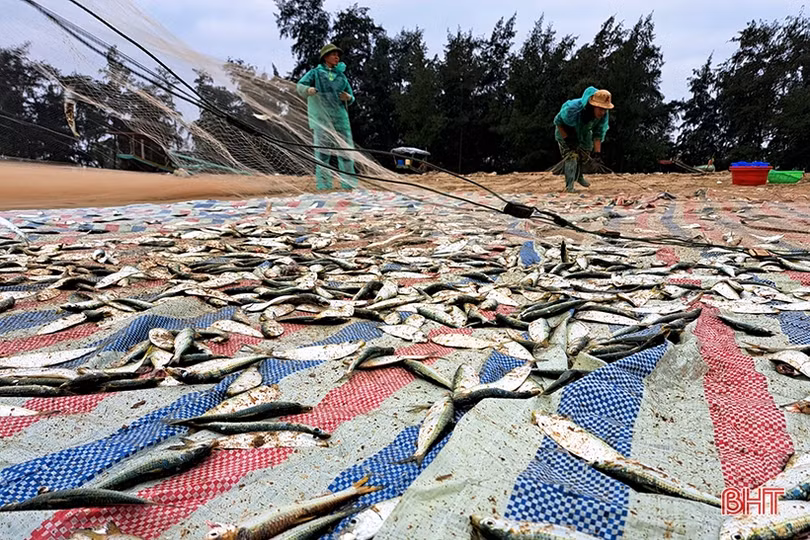 “Xông biển” đầu năm, ngư dân Nghi Xuân trúng đậm cá trích