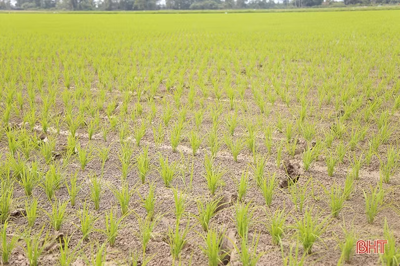 Lãnh đạo tỉnh động viên sản xuất đầu năm tại Can Lộc