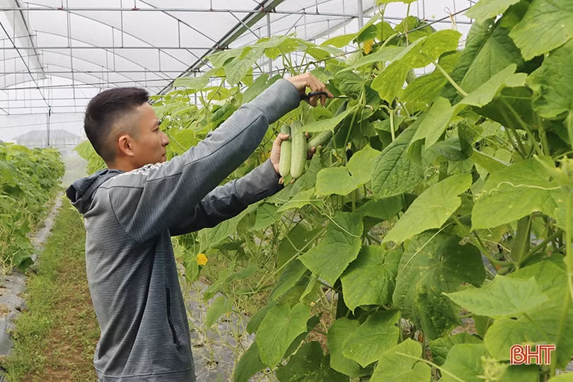 Rau - quả được giá, nông dân Hà Tĩnh tích cực sản xuất