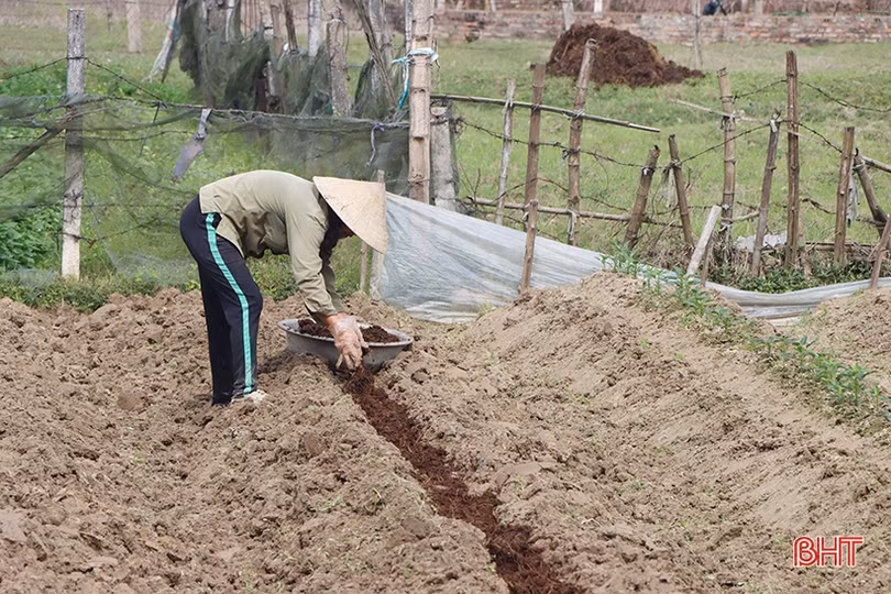 Rau - quả được giá, nông dân Hà Tĩnh tích cực sản xuất