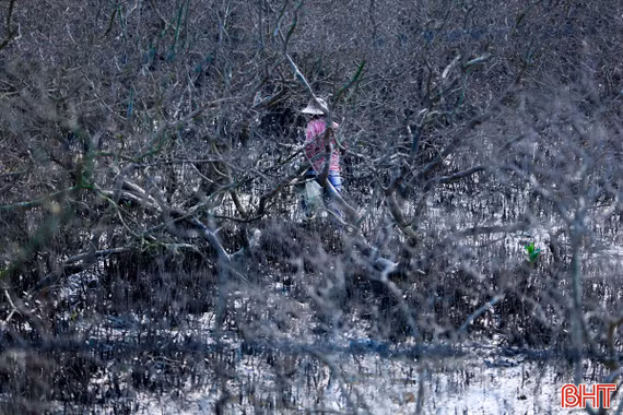 Xác định nguyên nhân ban đầu rừng ngập mặn ở Hải Ninh bị chết khô