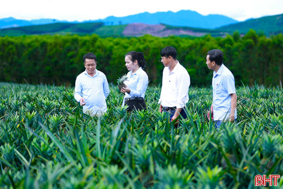 "Mướt mắt" cánh đồng trồng dứa liên kết ở Kỳ Hoa