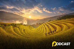 Podcast mỗi tuần một câu chuyện: Mùa lúa trổ bông