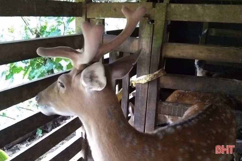 Hà Tĩnh xác nhận 100 cá thể hươu đực giống đạt tiêu chí bình tuyển