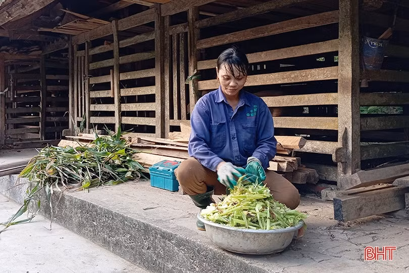 Thủ phủ hươu sao Hà Tĩnh ước thu hơn 200 tỷ đồng bán lộc nhung dịp Tết