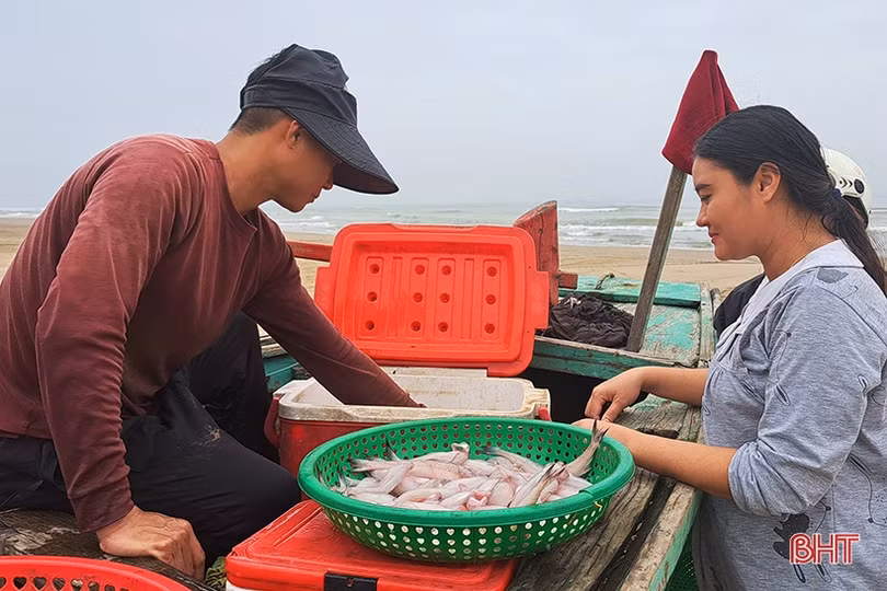 Cá cháo Nghi Xuân tươi ngon, được giá