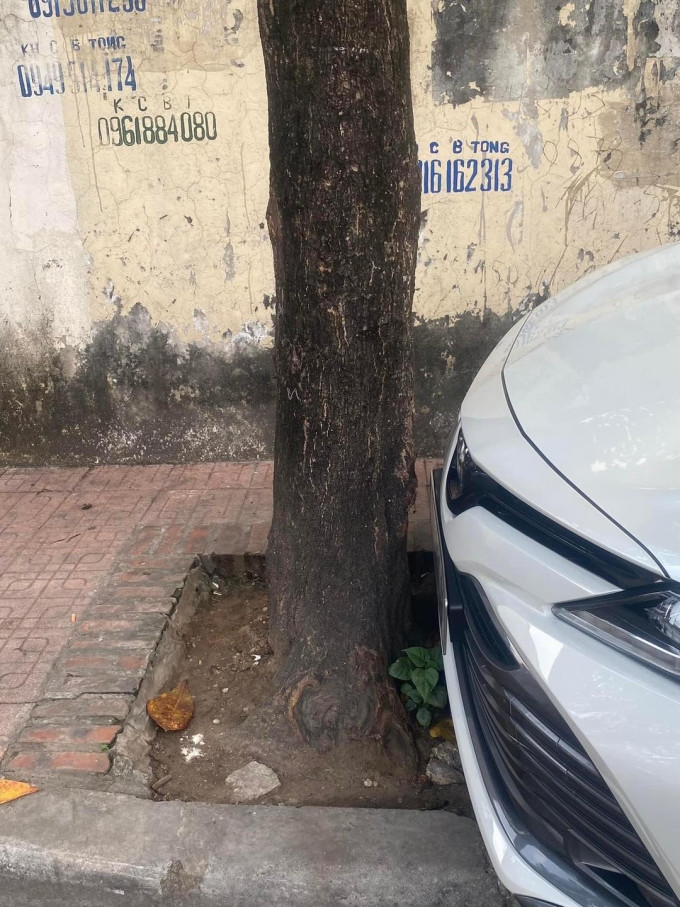 Tài xế ghép ngang xe vừa khít giữa hai cây