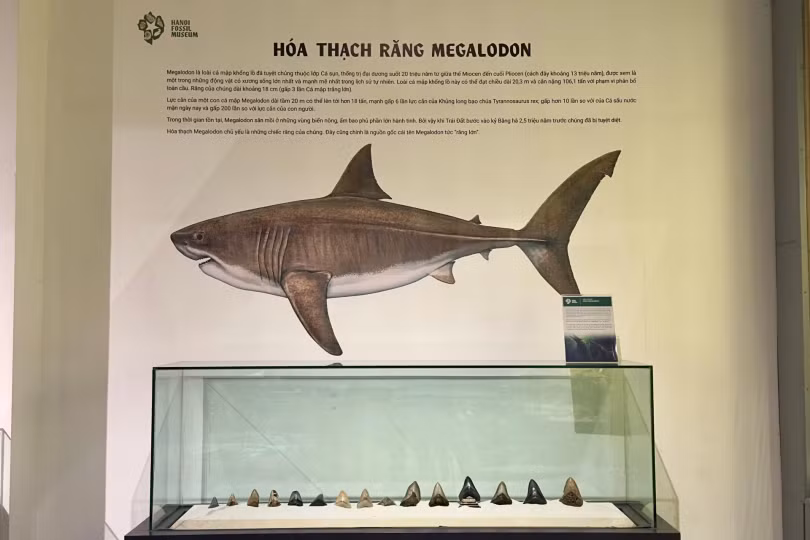 Cận cảnh viên đá cổ nhất Việt Nam gần 3 tỷ năm tuổi