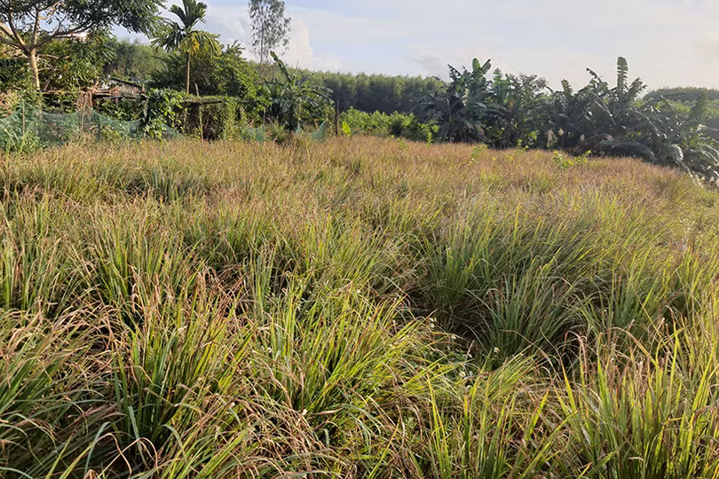 Người trồng sả huyện Kỳ Anh loay hoay tìm đầu ra cho sản phẩm