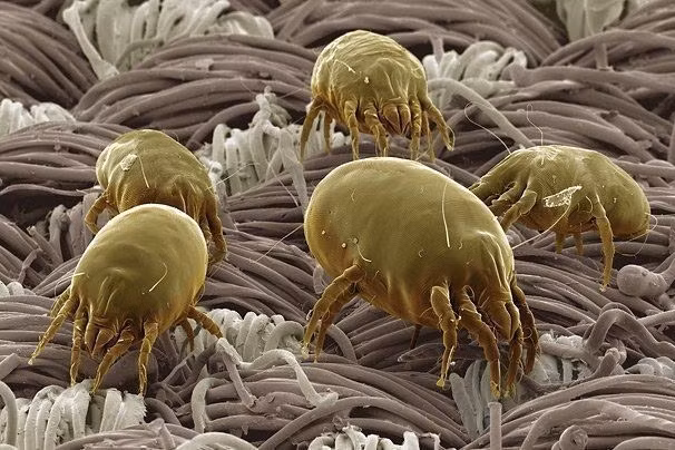 Con mạt bụi nhà luôn ở xung quanh chúng ta