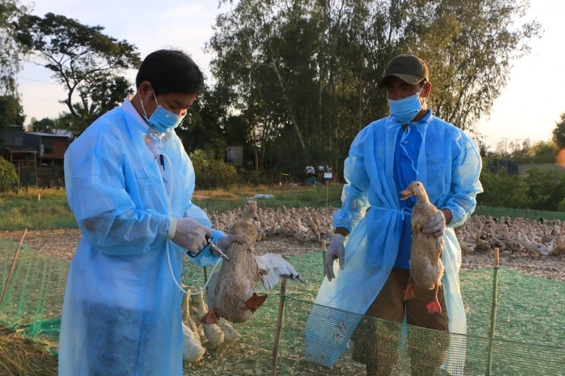 Ngăn chặn cúm gia cầm xâm nhập vào Việt Nam, lây nhiễm sang người