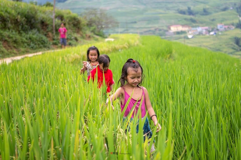 Đâu đó trên những nương lúa, khi người lớn đang hăng say lao động, đám trẻ nhỏ lại cùng nhau nô đùa. canh sac nhu tranh cua sa pa mua lua chin