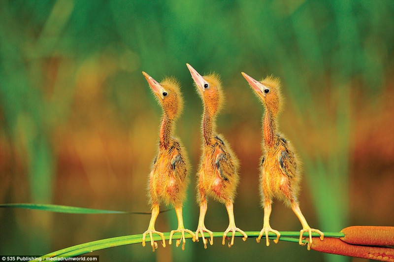 cuoi nghieng nga voi loat anh dong vat hai huoc