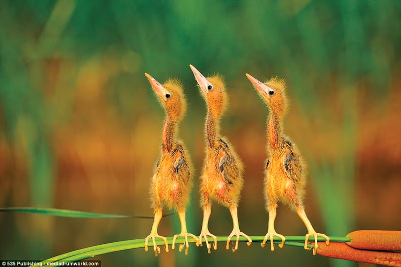 cuoi nghieng nga voi loat anh dong vat hai huoc