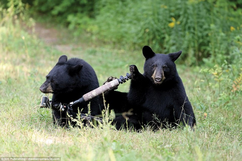 cuoi nghieng nga voi loat anh dong vat hai huoc